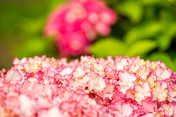 A wonderful world filled with beautiful hydrangeas of all colors.