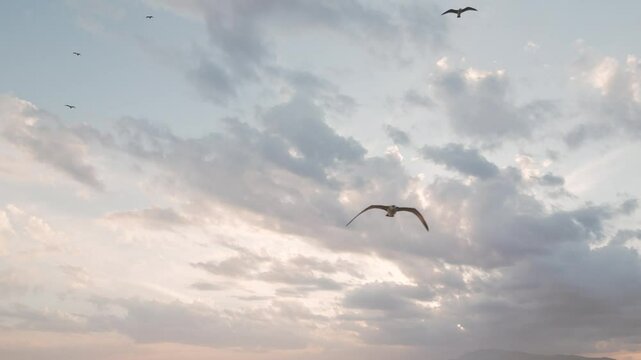 Calm tracking sea gulls in sunset sky, aerial video 50fps