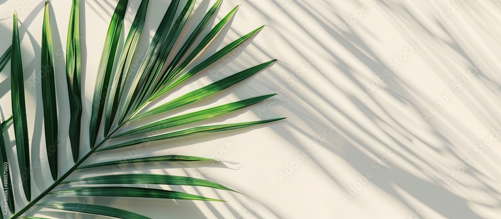 Aufkleber Capture a summery aesthetic with a detailed shot of a palm leaf and shadows creating an abstract texture on a beautiful nature background in a minimalist flat lay composition featuring abundant copy