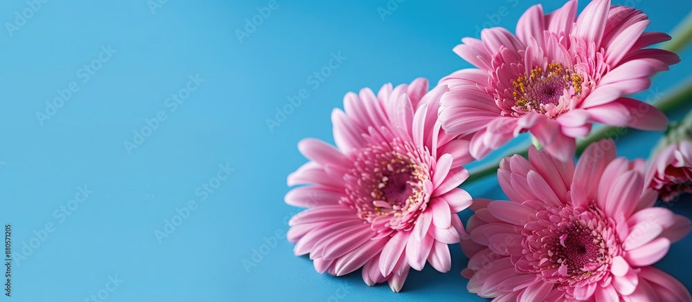 Poster close up pink daisy flowers set against a vibrant blue backdrop with ample space for inserting text 