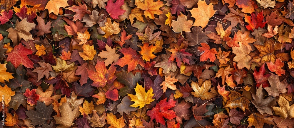 Poster fall foliage which can serve as a backdrop an element for websites or in design with available copy 
