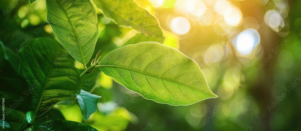 Leinwandbilder green leaf in a natural setting with a serene copy space image of nature in the background