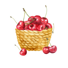 Watercolor cherry hand drawn illustration isolated. Cherry berries in basket hand painted