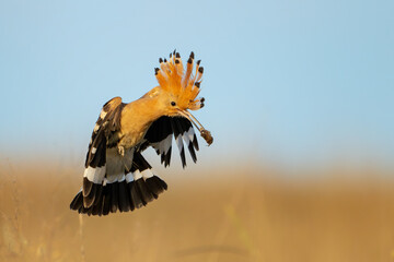 Eurasian hoopoe Upupa epops bird with beetle insect in beak. Wildlife scene Close up © Tatiana