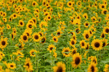 Fototapeta premium A wonderful sight with tens of thousands of small sunflowers blooming.