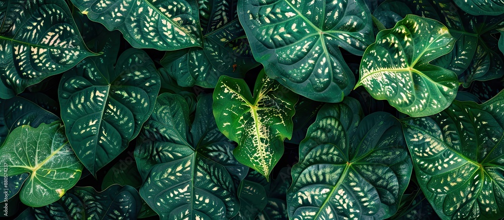 Aufkleber green caladium leaves arranged in a tropical pattern ideal for a nature themed background or as part
