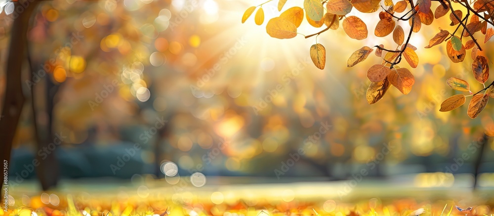 Poster nature scene with a blurred autumn park as a background with selective focus offering copy space ima