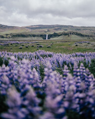 Seljalandsfoss waterfall with a field of lupines in the foreground in Iceland