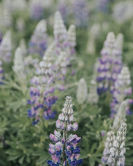 Lupines in bloom at Skaftafell National Park, Iceland