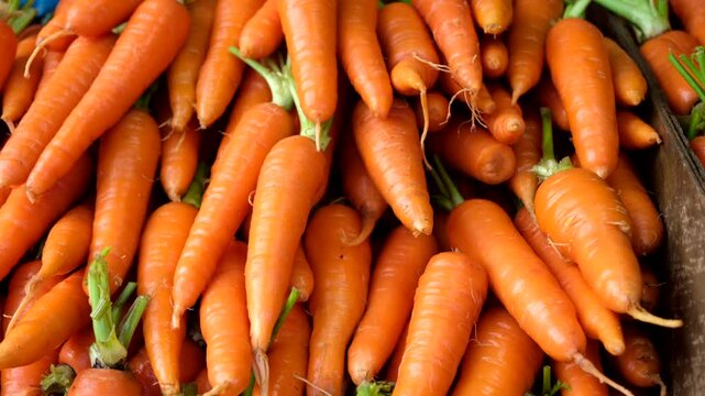 Fresh, newly harvest piles of orange carrots display in 4K video