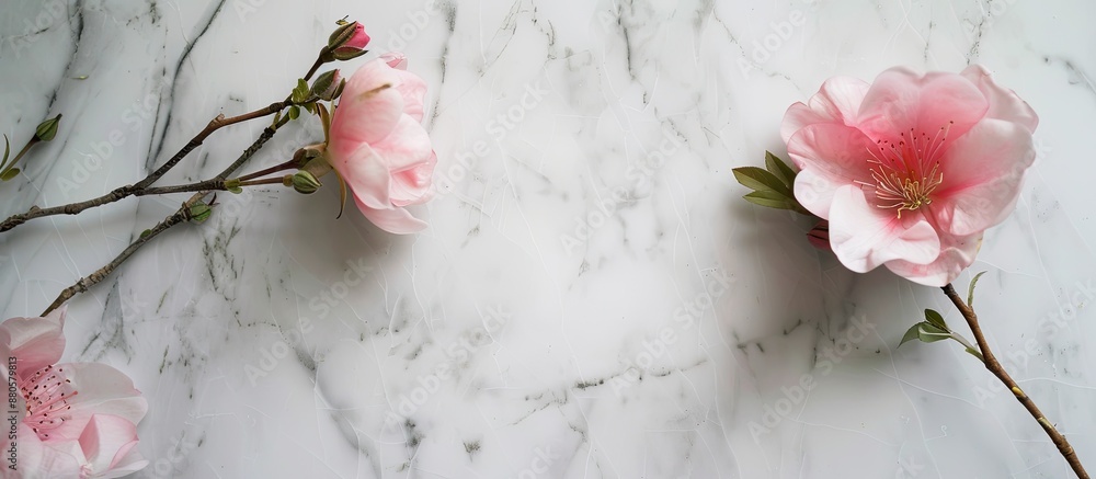 Canvas Prints A fresh pink flower in bloom during spring against a backdrop of white marble with ample copy space for additional text or designs