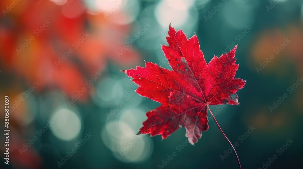Poster a single red leaf hangs from a branch with a blurry background, perfect for representing seasons or 