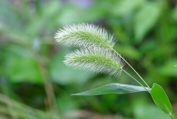 2本のネコジャラシ