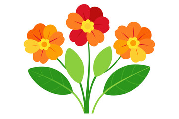 Primrose flower vector illustration 