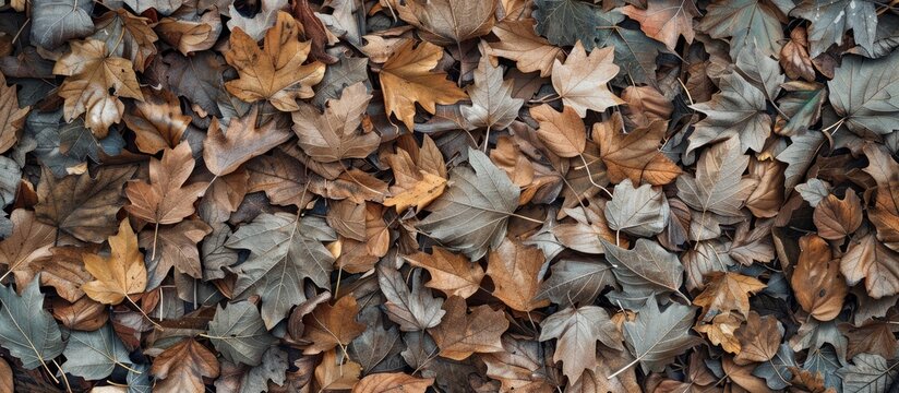 Various types of dead leaves creating a textured surface with copy space image