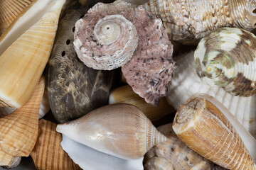 Mixed seashells background texture. seashells and corals close up. seashells collection pattern