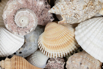 Mixed seashells background texture. seashells and corals close up. seashells collection pattern