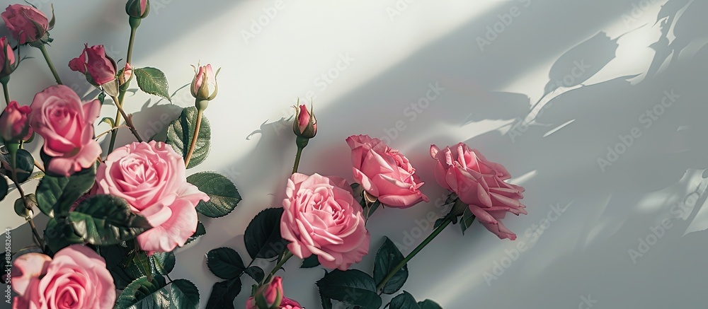 Aufkleber Pink roses displayed against a white backdrop provide an elegant copy space image suitable for text placement Shi Tu Ping Pu