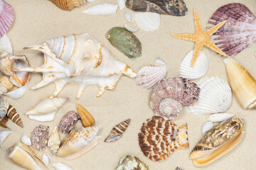 Sandy beach background with seashells and starfish. natural sand textured background. summer holiday vacations concept . resort beach. top view.