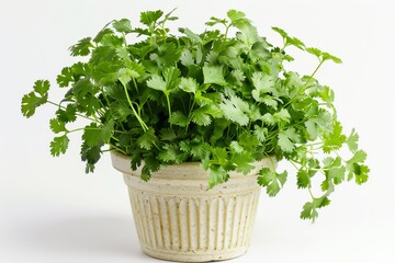 Fototapeta premium Freshly grown green cilantro plant in a white pot on a white background