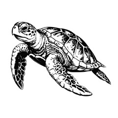 Sketch of a sea turtle swimming, side view, on a white background