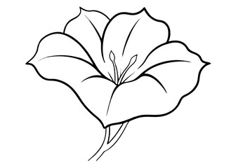 Line art of morning glory flower