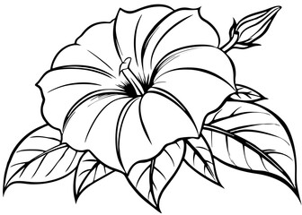 Line art of morning glory flower