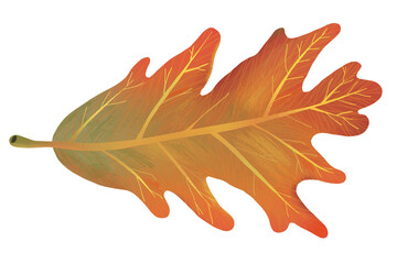 Fototapeta premium Png hand drawn leaf element autumn white oak