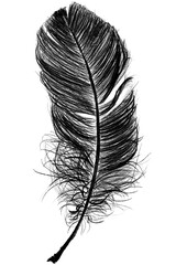 Obraz premium Png black feather design element