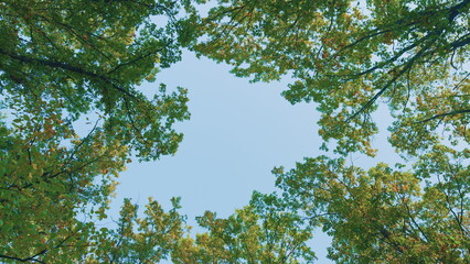 Fototapeta premium Beginning Of Autumn. Yellow Autumn Leaves On An Oak Tree. Golden Leaves On An Oak Tree In Autumn. Quercus.