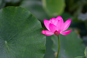 A noble lotus flower with an elegant light pink appearance.