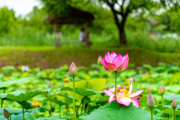 A noble lotus flower with an elegant light pink appearance.