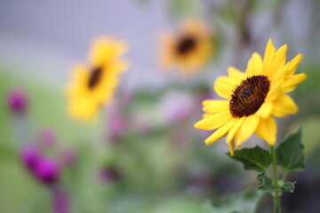 ミニ向日葵(上向き)