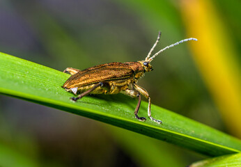 A small golden mustachioed beetle crawls down a green stem in a thicket of grass on a river bank on a clear summer day.