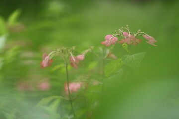 季節終わりの紫陽花