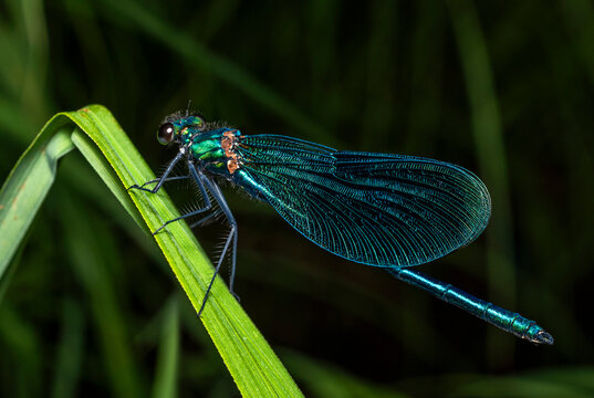 A green-blue dragonfly sits on the bend of a green stem in a thicket of grass on the bank of a