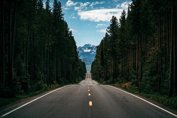 Paved road passing through dense forest at Grand Teton National Park, Wyoming, USA
