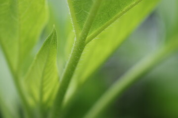 向日葵の新緑(茎の腺毛と若葉)