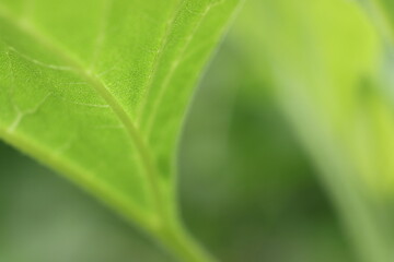 向日葵の新緑(葉の葉脈と茎)