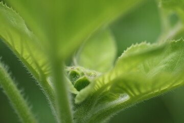 向日葵の新緑(花芽フォーカス)