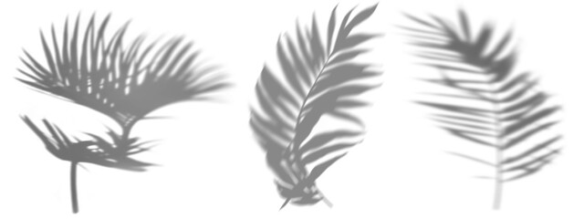 Tree branch shadow effect png on transparent background