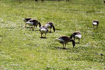 seven gray geese with white tails are grazing on green grass