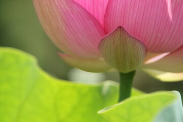 蓮の花びらと茎葉