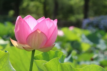 蓮の池の花