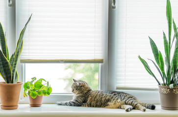 Cat on window sill with home plants. Beautiful cozy interior with window roller shades and cat at a window.