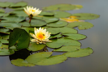 A small, elegant and beautiful water lily.