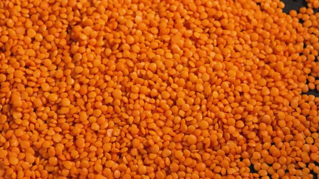 Red lentils texture background. Dry orange lentil grains pattern, dal wallpaper, raw daal, dhal, masoor, Lens culinaris or Lens esculenta flat lay and top view