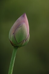 蓮の蕾