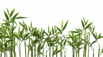 bamboo forest with tall stalks, isolated on a white background, serene and peaceful ambiance 