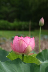 咲き始めの蓮